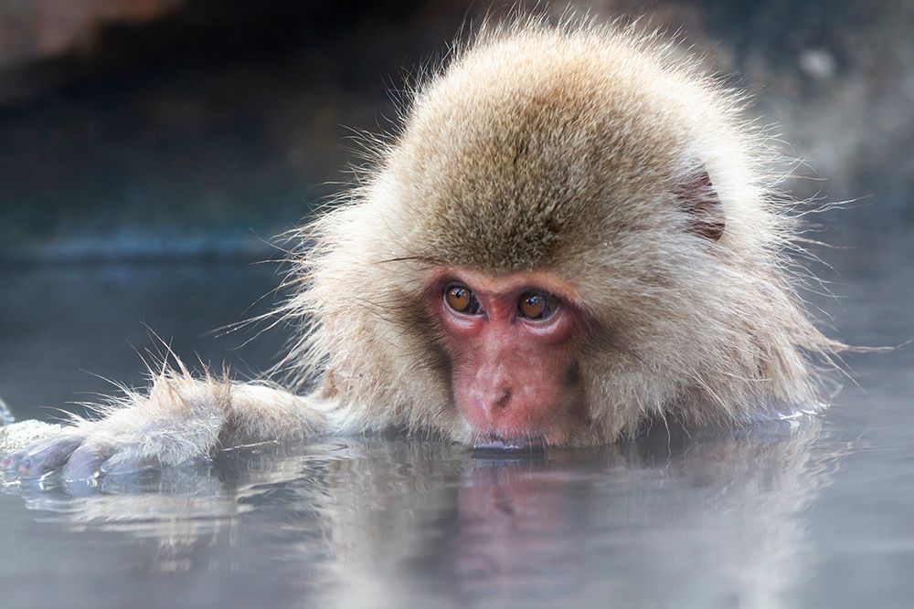 Japan-Nagano Portrait of a juvenile